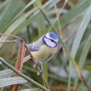 Blue Tit