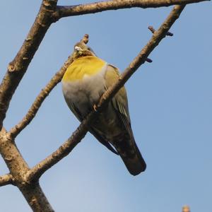 Yellow-footed Green-pigeon