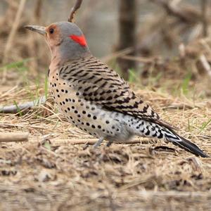 Northern Flicker