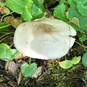 Fawn Mushroom