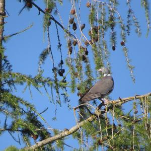 Common Wood-pigeon