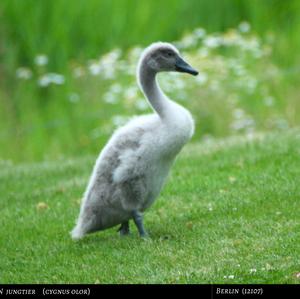 Mute Swan