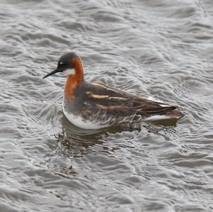 Red-necked Phalarope