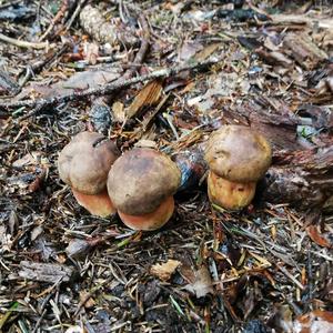 Dotted-stem Bolete