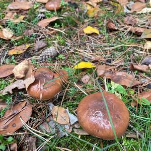 Bay Bolete