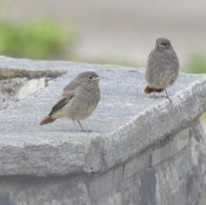 Black Redstart