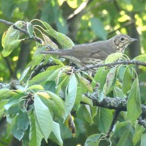 Song Thrush