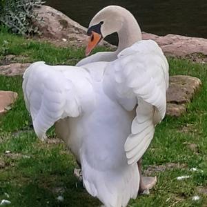 Mute Swan