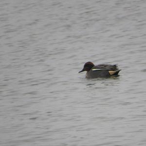 Common Teal