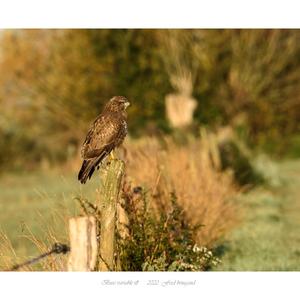 Common Buzzard