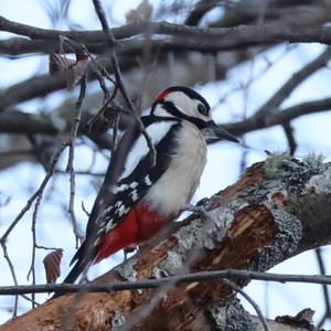 Great Spotted Woodpecker