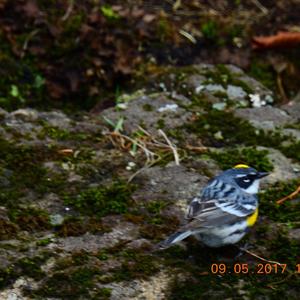 Yellow-rumped Warbler