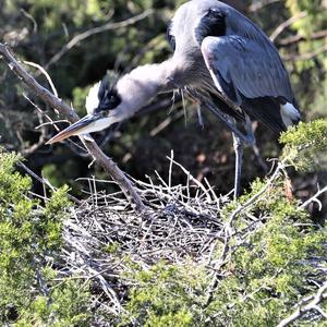 Great Blue Heron