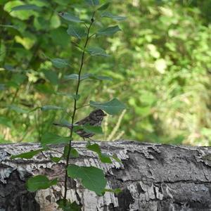 Song Sparrow