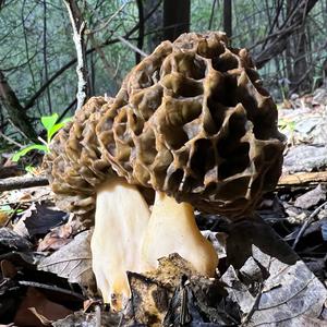 Yellow Morel