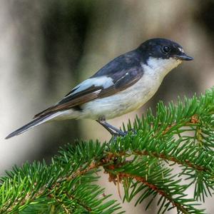 European Pied Flycatcher