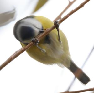 Blue Tit