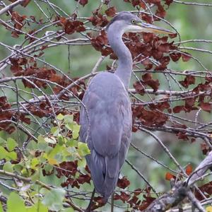 Grey Heron