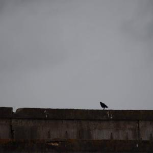 Carrion Crow