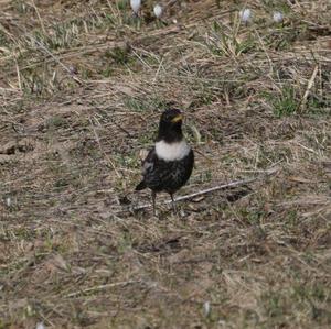 Ring Ouzel