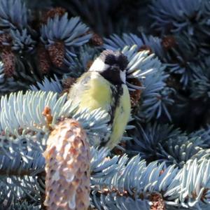 Great Tit