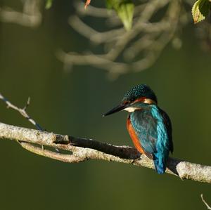 Common Kingfisher