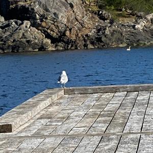 Lesser Black-backed Gull