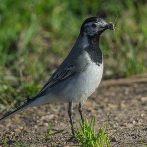 White Wagtail