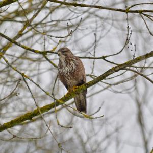 Mäusebussard