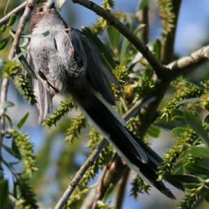 Long-tailed Tit