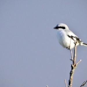 Great Grey Shrike