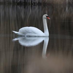 Mute Swan