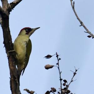 Eurasian Green Woodpecker