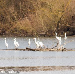 Great Egret