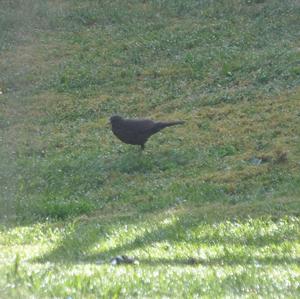 Eurasian Blackbird