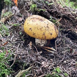 Yellow-ochre Russula