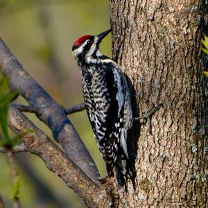 Yellow-bellied Sapsucker