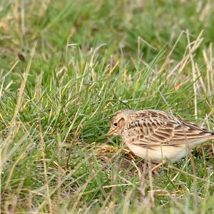 Eurasian Skylark