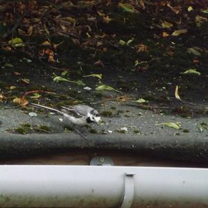 White Wagtail