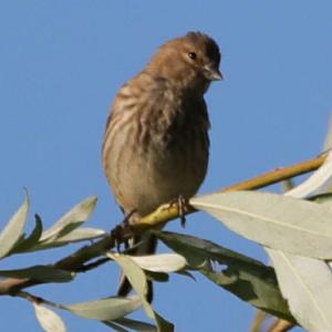 Eurasian Linnet