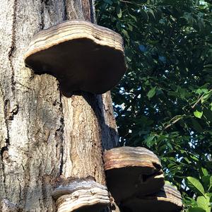 Tinder Polypore