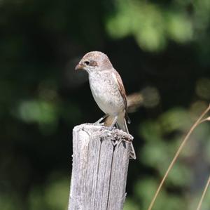 Red-backed Shrike