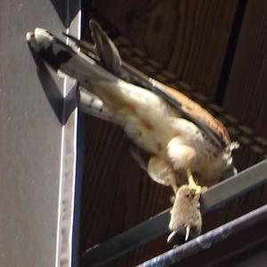 Common Kestrel