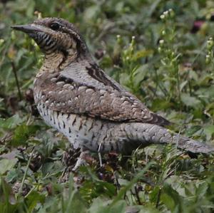 Eurasian Wryneck