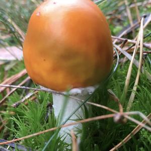 Orange Slime Web Cap