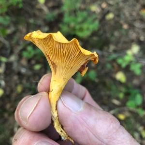 Chanterelle, Common