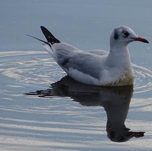 Black-headed Gull