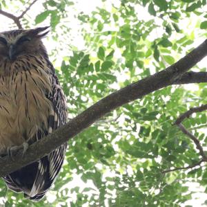 Buffy Fish-owl