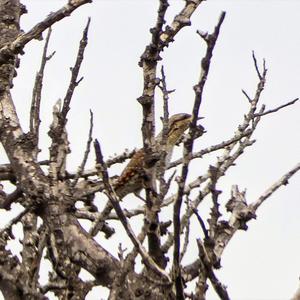 Eurasian Wryneck