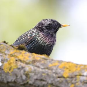 Common Starling